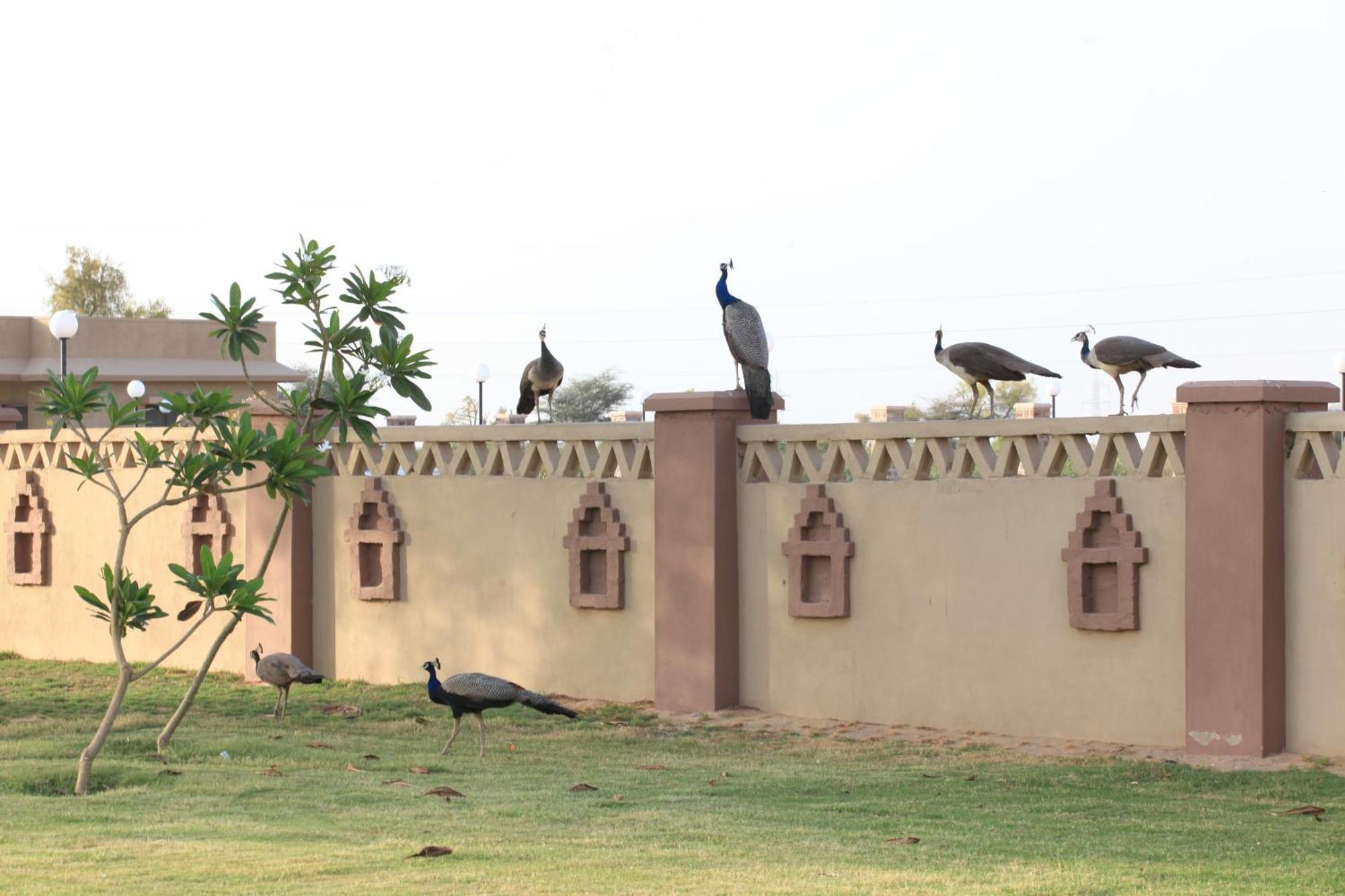 Thar Oasis Resort And Camp Dechu Luaran gambar